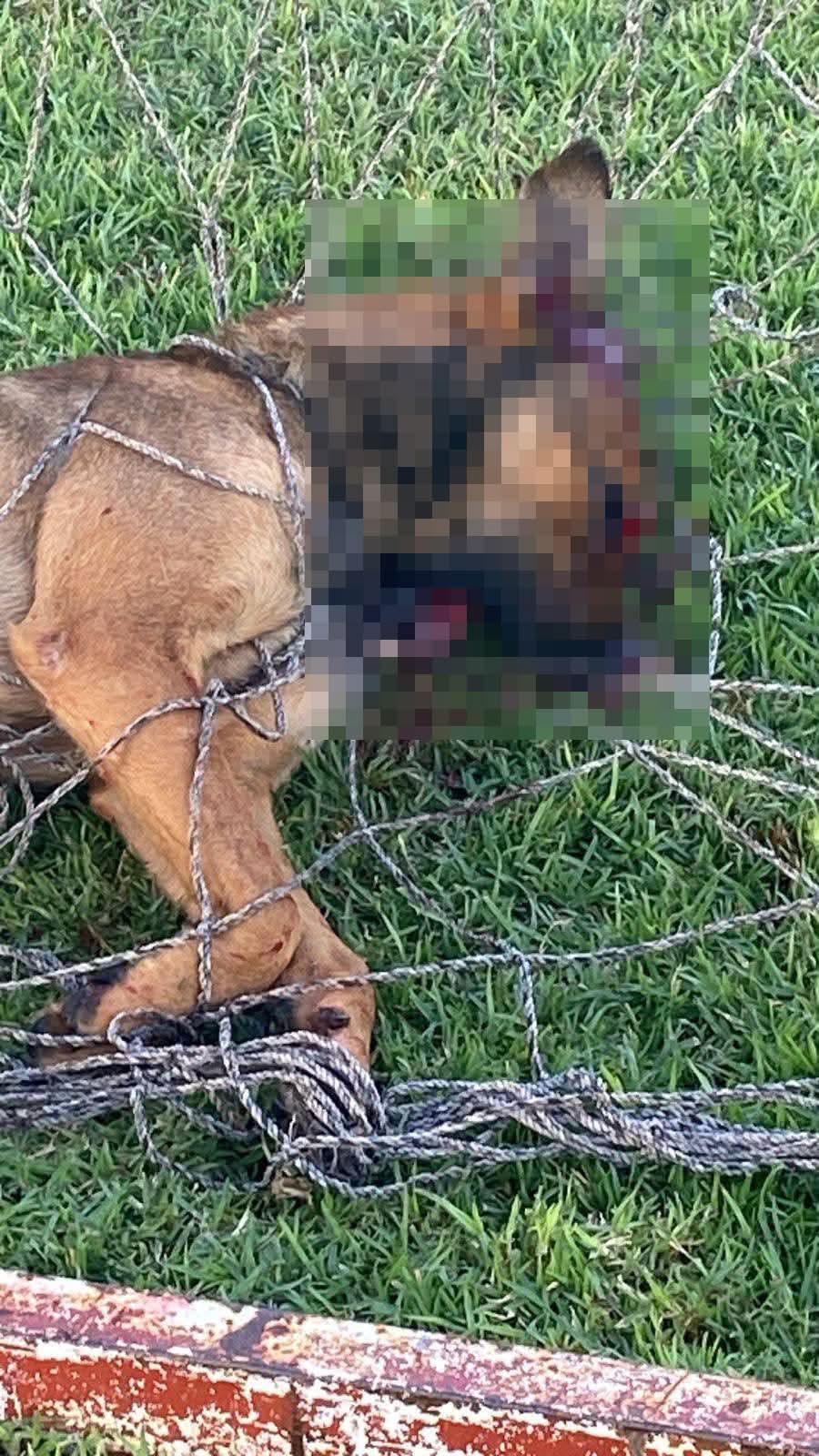 INDIGNACIÓN POR PRESUNTO MALTRATO ANIMAL EN CERRO DE SAN PEDRO 