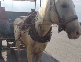 Soledad mantiene firme su compromiso con la protección animal.