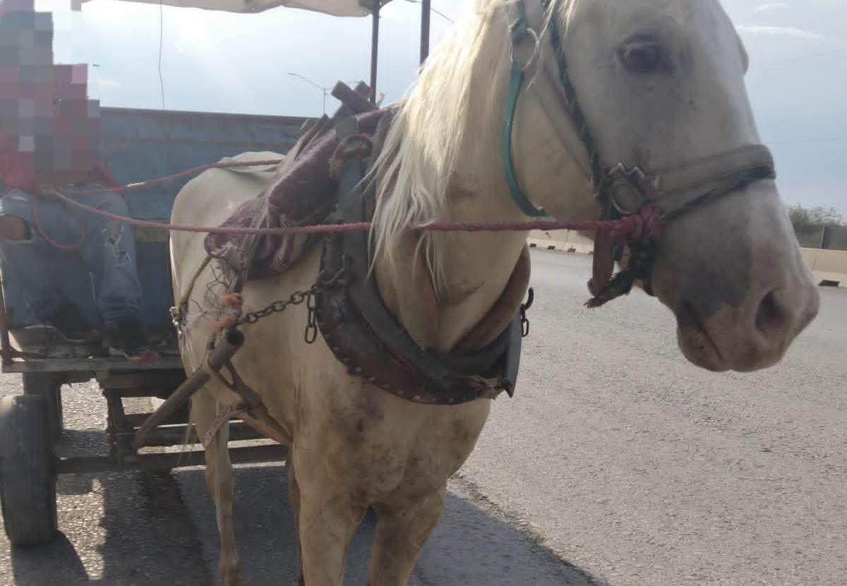Soledad mantiene firme su compromiso con la protección animal.